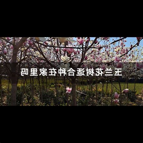 家門前種什麼樹好|門前種對樹，家庭旺三代，家門前種5種樹，寓意好，還能旺宅